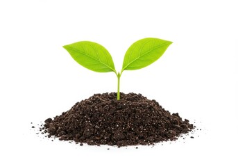 Small green sprout growing from a pile of dark soil against a clean white background