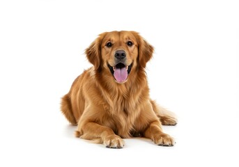 Golden retriever lying down on a white background with its tongue out and a happy expression on its face