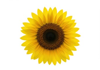 Fototapeta premium A vibrant sunflower blossom with bright yellow petals and a dark center on a white background