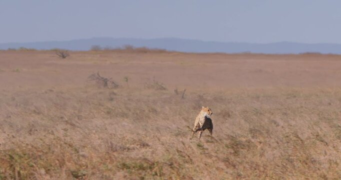 Extreme wide pan shot of a cheetah (Acinonyx jubatus) chasing after zebras (Equus quagga) in the savannah during the afternoon in Kenya.