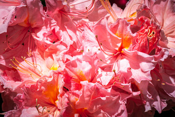 A summer landscape HDR image of red Rhododendron Flowers, on sunny afternoon in Inverewe Gardens, Sutherland, Scotland
