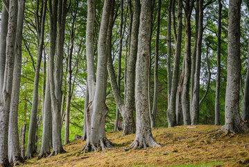 Obraz premium A summer HDR image of an avenue of Silver Beech trees, Fagus sylvatica, Dundonnell, Wester Ross, Scotland.