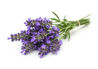Aromatic lavender bundle with purple blossoms and green stems tied together on a white background