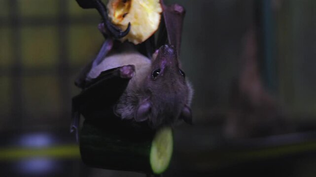 Extreme close-up 4K video of Egyptian fruit bats hanging onto a chain feeding on fruits and vegetables in enclosed habitat. The bats display natural behaviour as they fight for position to feed