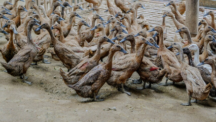 photo of brown ducks on a farm