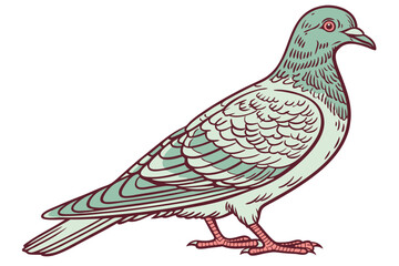 Obraz premium 59 Detailed anatomical illustration of a pigeon, scientific bird drawing, iridescent feathers, soft blue and green plumage, intricate wing patterns, red feet, side profile, white background, nature gu