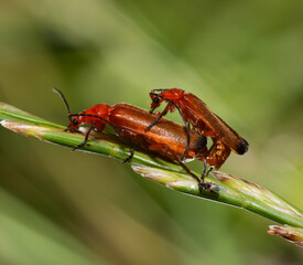 common red soldier beetles Rhagonycha fulva mating on a grass stem