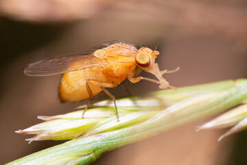 fruit fly Drosophila Melanogaster sitting on a grass stem