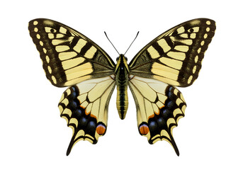 Fototapeta premium Beautiful Old World Swallowtail Butterfly Image isolated on transparent background
