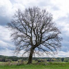 Einsamer Baum auf einem Berg 1