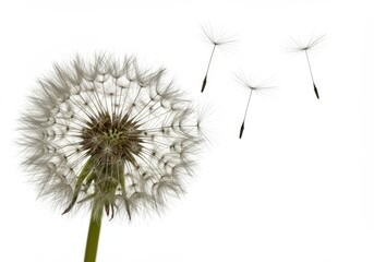 Dandelion seed head with seeds drifting away on a white background in a minimalist composition