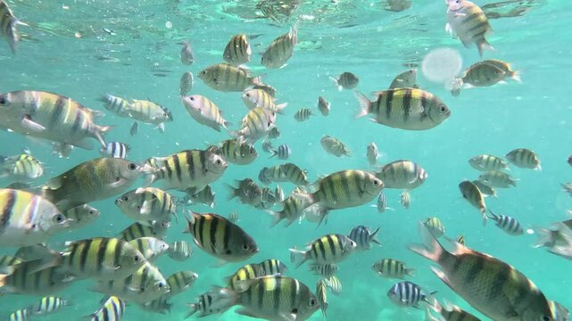 Huge Shoal of the Indo Pacific Sergeant Fish at a Coral Reef near Bantayan Island, Cebu, Philippines