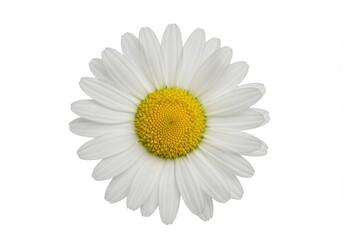 Fototapeta premium Close-up of a single daisy with white petals and a yellow center on a white background
