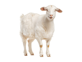 Obraz premium A white goat standing in profile, looking at the camera and smiling, isolated against a transparent background