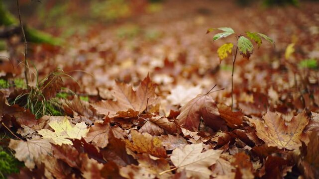 Autumnal Forest Floor with Fallen Leaves and Young Sapling in Focus