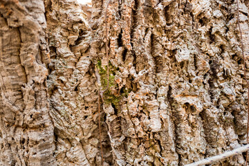 tree bark texture