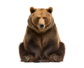 A full-body photograph of a European brown bear sitting and looking at the camera, isolated on a transparent background
