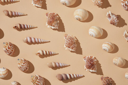 Summer vacation background with seashells of different shapes and textures arranged neatly beige background.