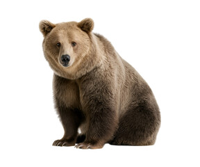 Obraz premium A full-body photograph of a European brown bear sitting and looking at the camera, isolated on a transparent background