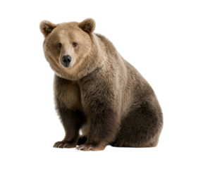 A full-body photograph of a European brown bear sitting and looking at the camera, isolated on a transparent background
