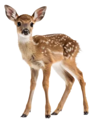  Full length portrait of a roe deer fawn standing on transparent background © Leo Nasi
