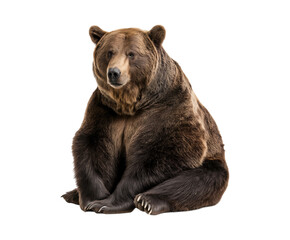 Fototapeta premium A majestic brown bear sitting on the floor, looking at the camera, isolated on a transparent background