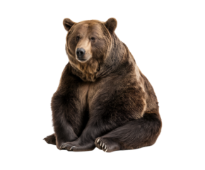 A majestic brown bear sitting on the floor, looking at the camera, isolated on a transparent background