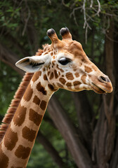 Obraz premium Giraffe profile, close-up