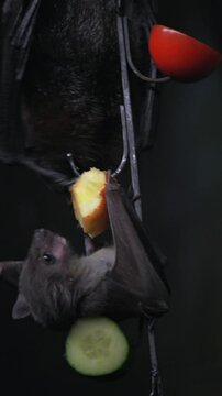 Extreme close-up 4K video of Egyptian fruit bats hanging onto a chain feeding on fruits and vegetables in enclosed habitat. The bats display natural behaviour as they fight for position to feed