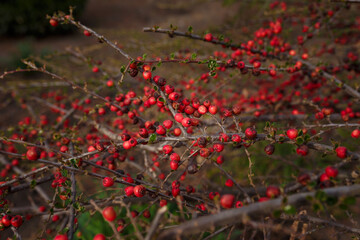 Soft focused close up shot of wall cotoneaster horizontalis bush with red berries without leaves in autumn. Deciduous evergreen plant in garden or botanical park