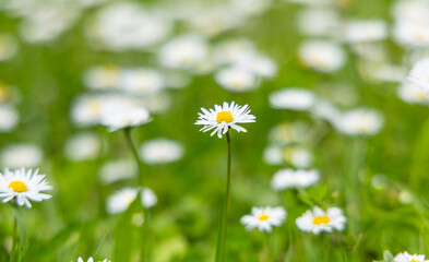 Un vaste champ est rempli de marguerites blanches qui s'épanouissent sous le soleil printanier. Les fleurs dansent doucement au gré du vent, créant une atmosphère paisible.