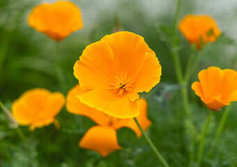 Naklejka premium Des fleurs d'euphorbe orange s'épanouissent sous le soleil printanier, entourées de verdure luxuriante. Un paysage coloré et joyeux avec une belle lumière naturelle.