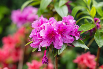 Un jardin coloré montre des azalées roses et violettes en pleine floraison durant le printemps. Les fleurs créent une ambiance joyeuse et vivante à l'extérieur.