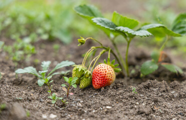 Des fraises pas encore mûres reposent sur le sol d'un jardin potager. Elles sont entourées de feuilles vertes et de jeunes plants. L'éclairage naturel met en valeur la fraîcheur des fruits.