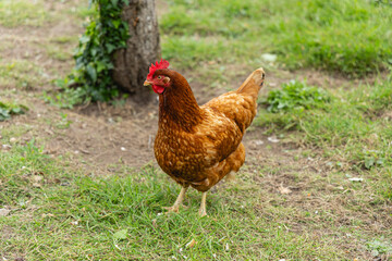Une poule brune se promène sur l'herbe d'un jardin, explorant son environnement. Le soleil brille...