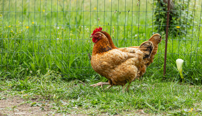 Une poule brune explore une prairie verdoyante, près d'une clôture en grillage. Le temps est ensoleillé, idéal pour une balade en extérieur.