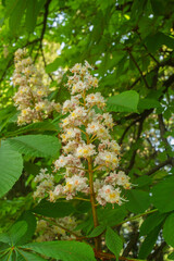 Inflorescence of an Aesculus hippocastanum, the horse chestnut, in botanic garden of Geneva Switzerland