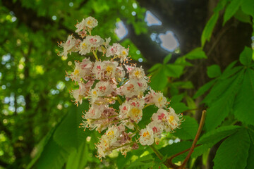 Inflorescence of an Aesculus hippocastanum, the horse chestnut, in botanic garden of Geneva Switzerland