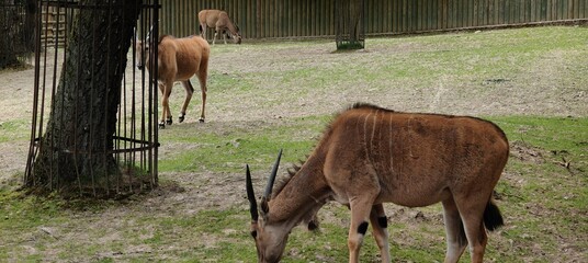 a herd of goats in the zoo © MARIA