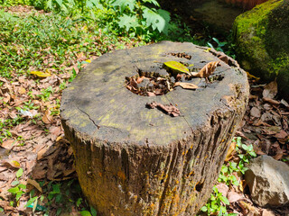 Old tree stump with natural weathered wood texture in tropical forest.