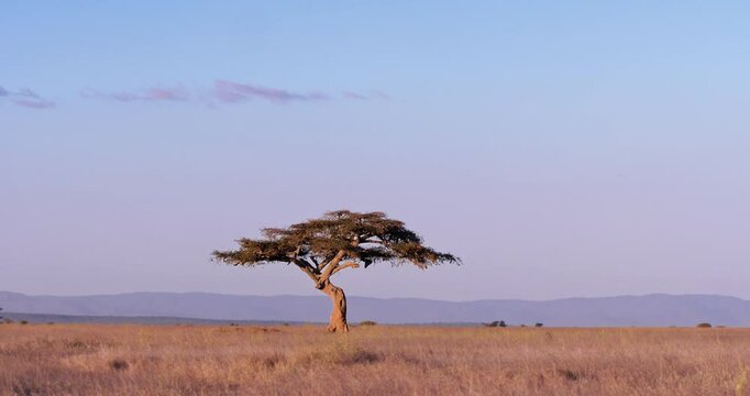 Extreme wide shot of an Apple- ring Acacia ( Faidherbia albida) rooted in the grasslands of kenya at evening