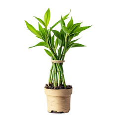 Lucky bamboo plant houseplant