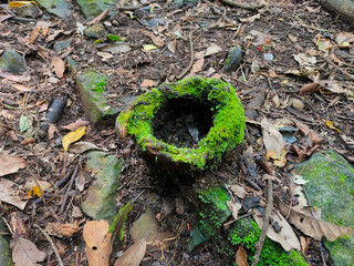 Close up of mossy weathered wood in a tropical forest.