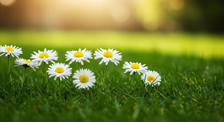 Daisies blooming in green field under sunlight