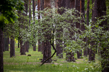 In the pine forest a Hawthorn tree in full bloom, covered in clusters of small white flowers. The...