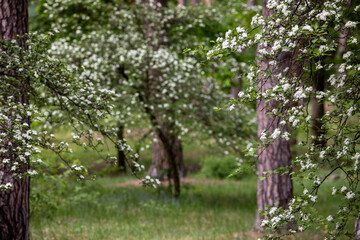 In the pine forest a Hawthorn tree in full bloom, covered in clusters of small white flowers. The branches are dense with blossoms, creating a contrast against the rich green leaves.