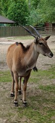 a closeup shot of a cute white deer in the zoo under the sunligh © MARIA – Nature