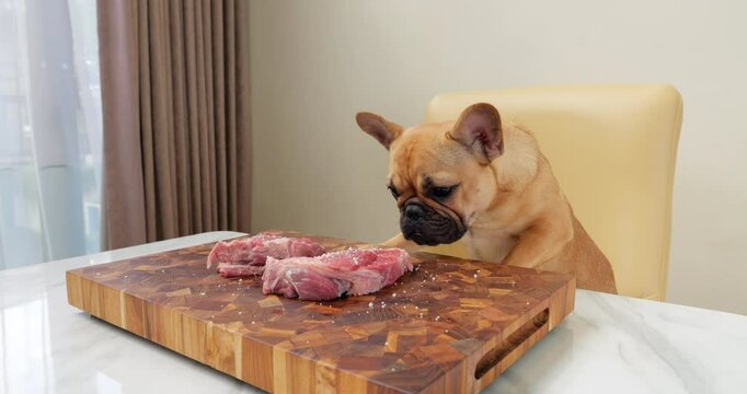 Mischievous French Bulldog puppy, unable to resist temptation of raw meat, climbing onto table. Dog reaches out and manages to sneak few licks of savory beef chunks. However, owner intervenes in time