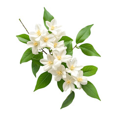 Fototapeta premium Mock Orange Jasmine png