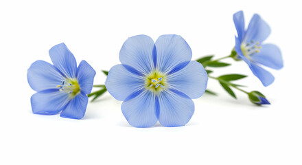 Obraz premium Isolated blue flowers on white background